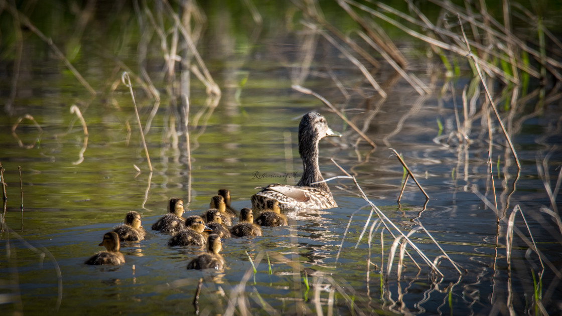 "Mama and the little group" stock image