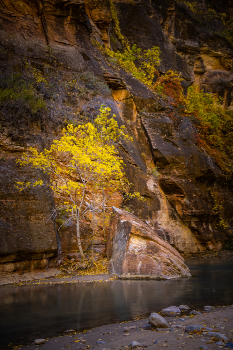 "Fall colors along the Virgin River Utah" stock image