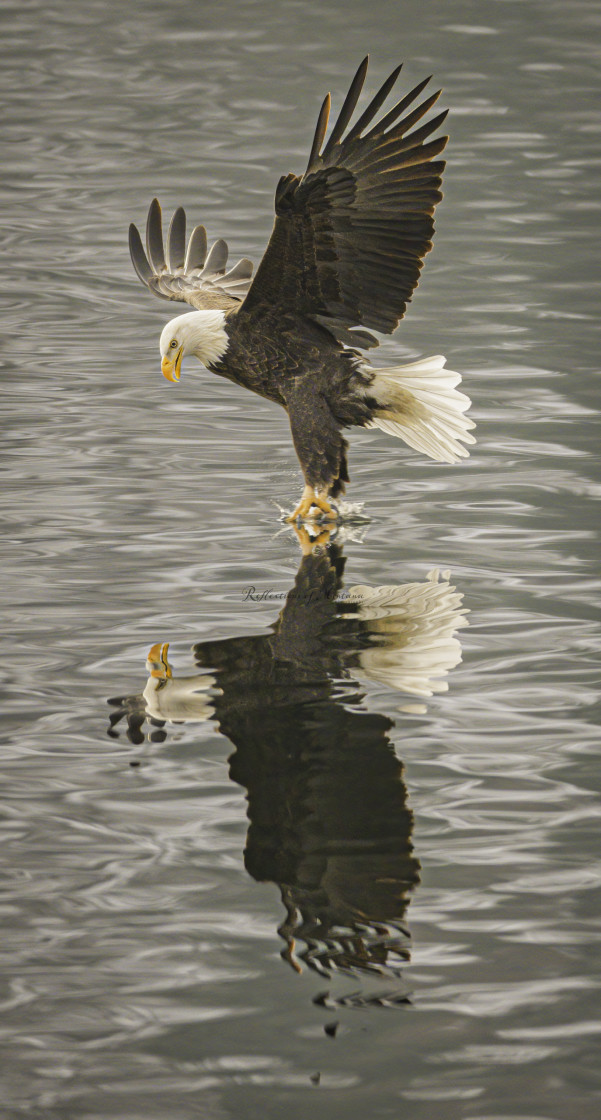 "Bald Eagle on the Hunt" stock image