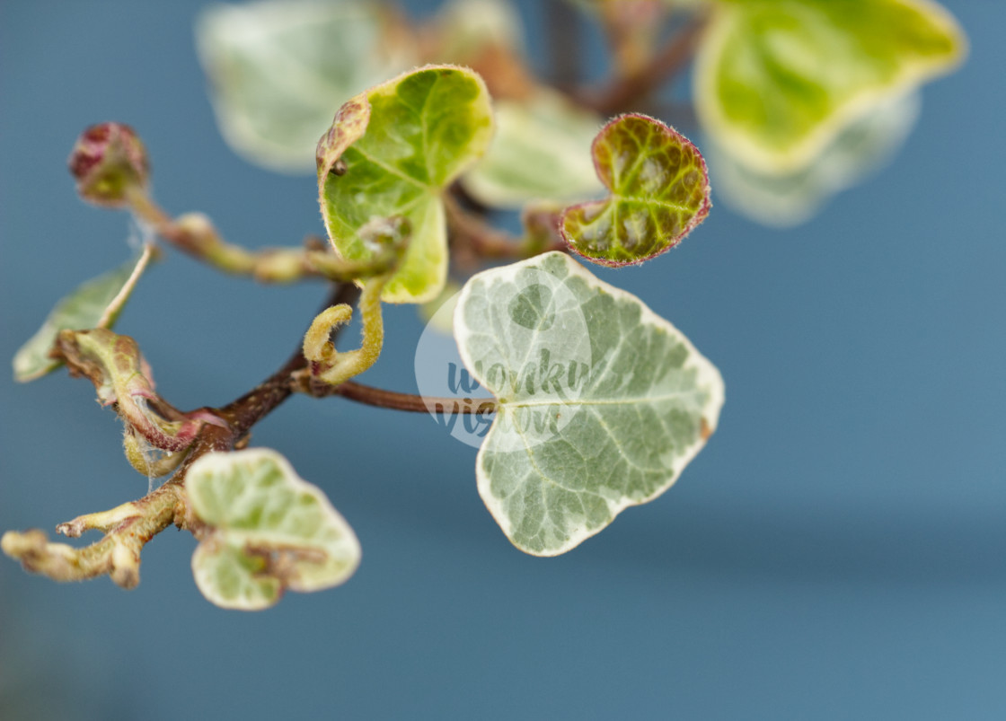 "Hedera" stock image