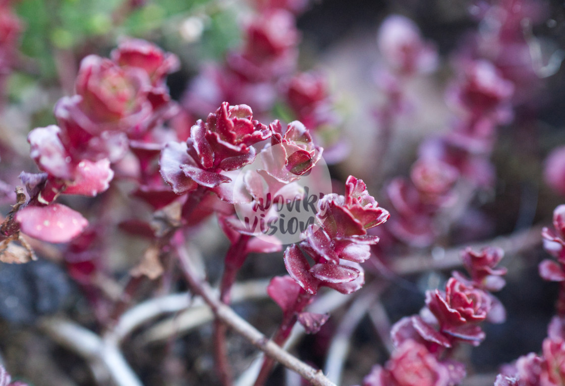 "Dragon's blood" stock image