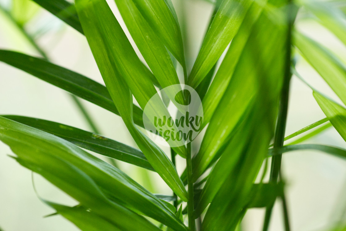 "Areca palm" stock image