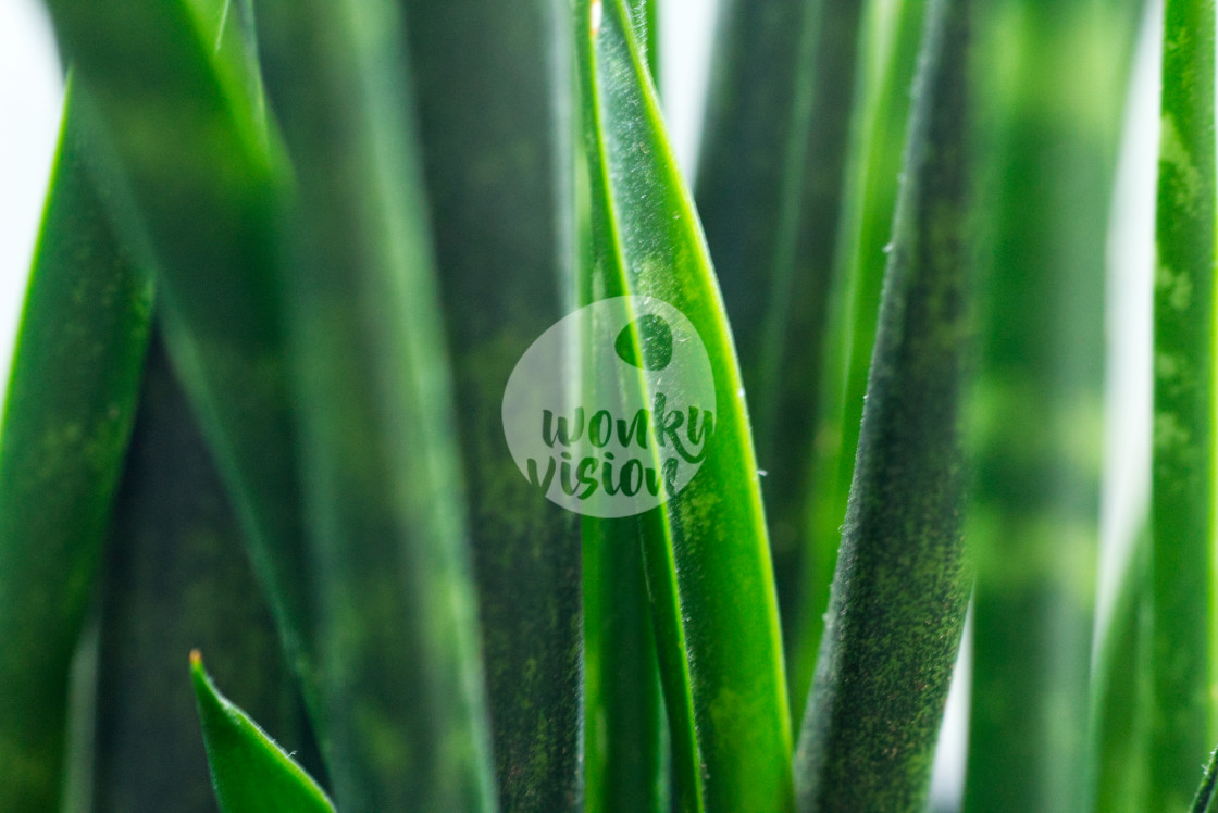 "Sanseveria" stock image