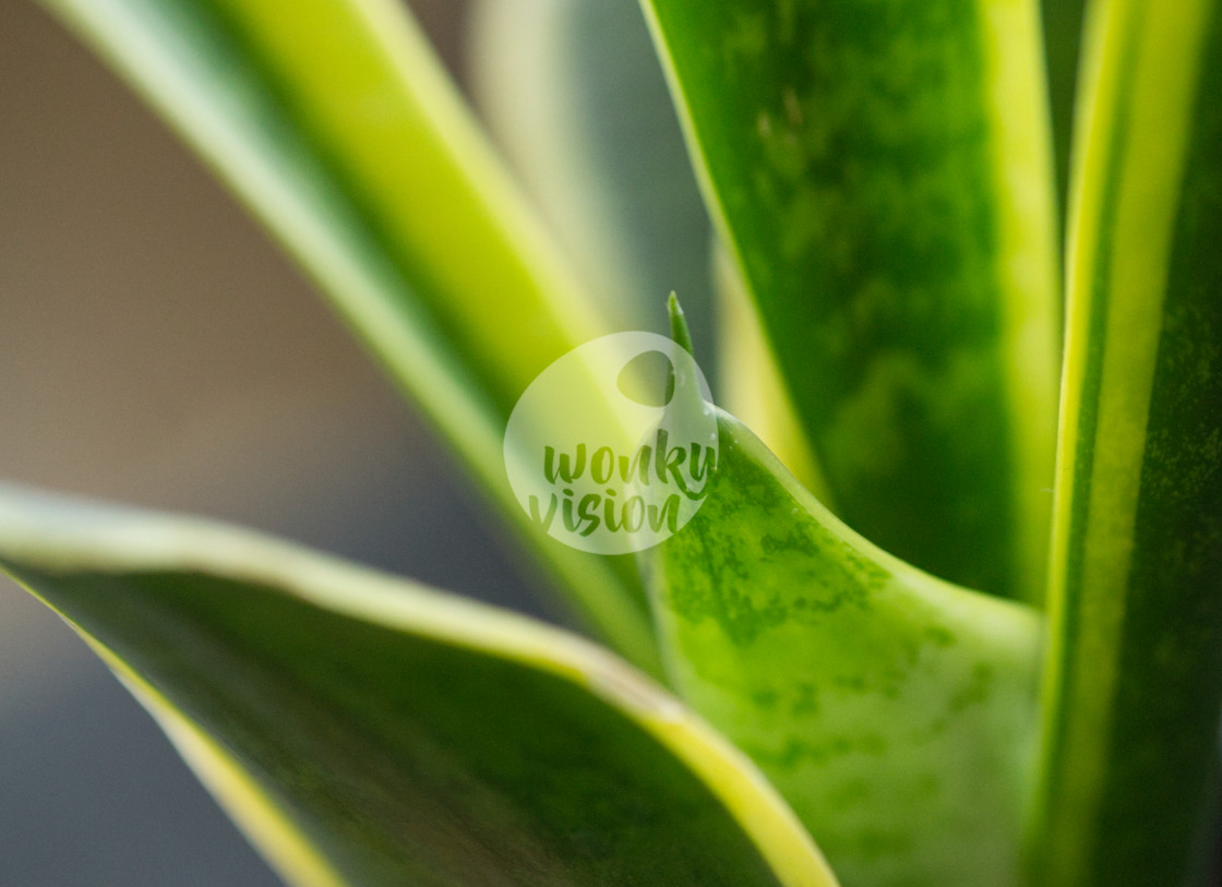 "Sansevieria trifasciata" stock image