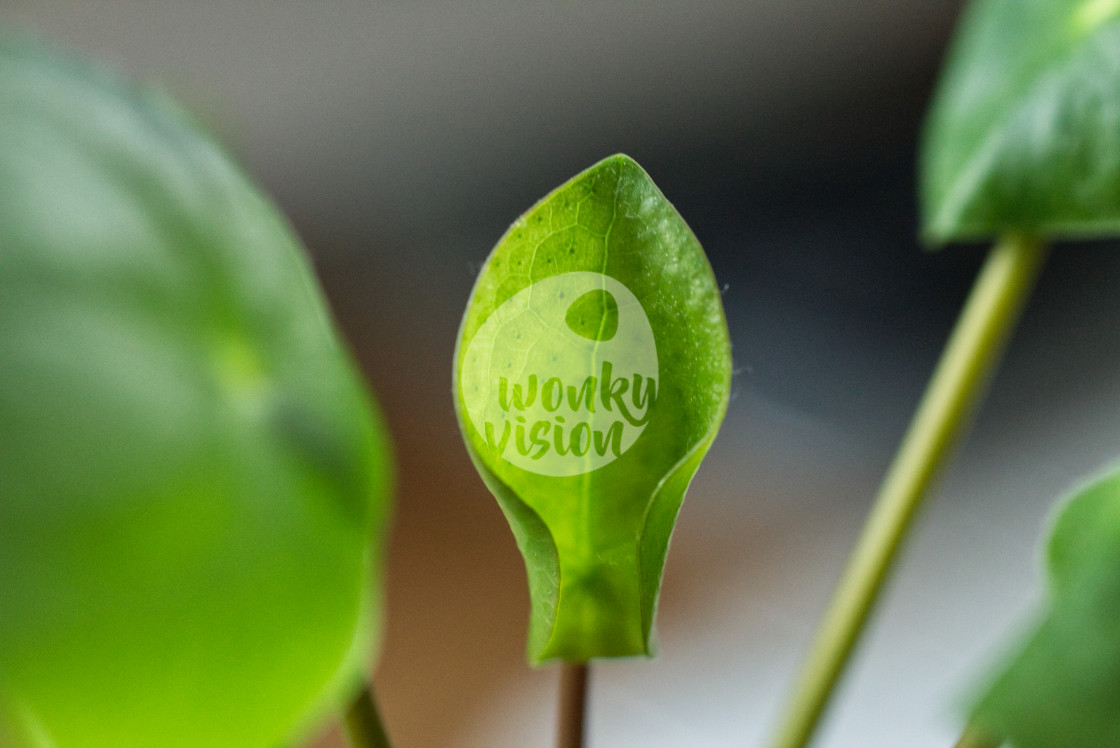 "Pilea" stock image