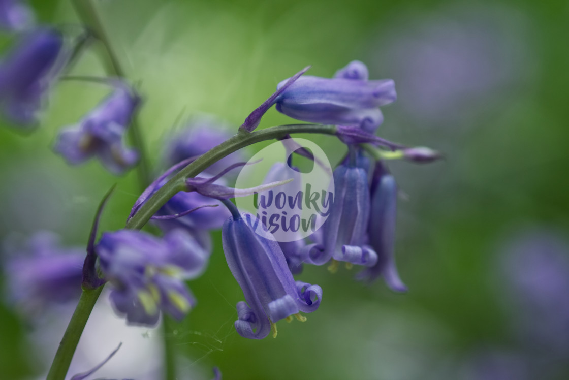 "Bluebells" stock image