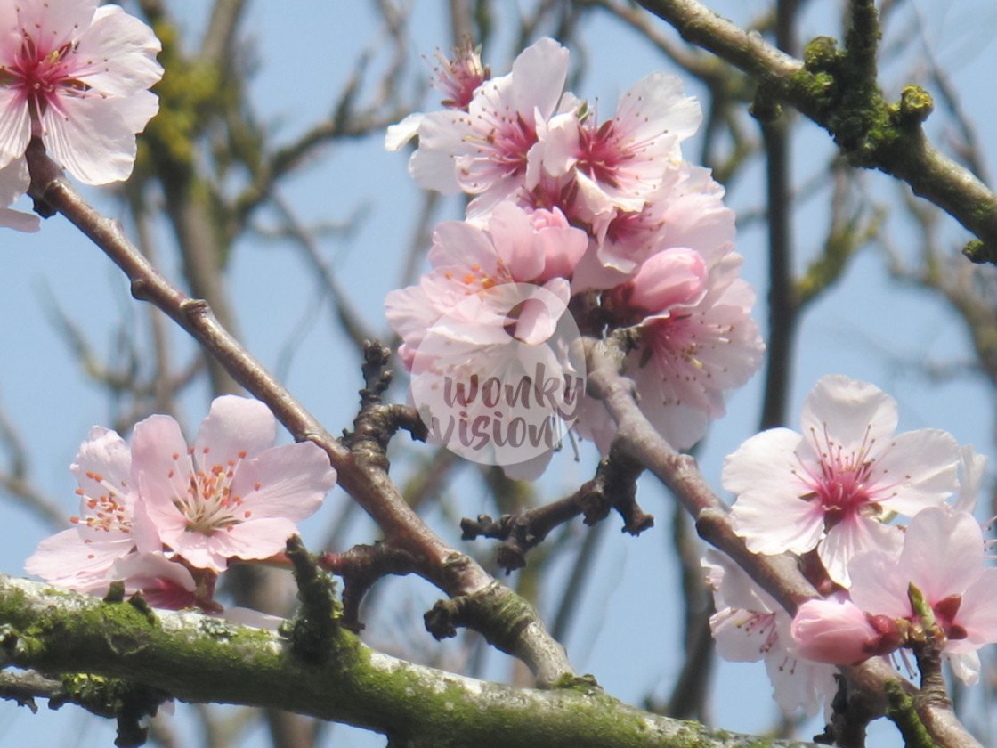 "Cherry flowers" stock image