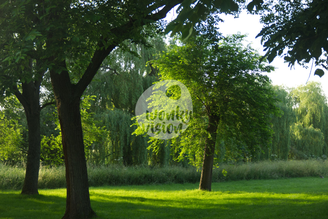 "Sunset and trees" stock image