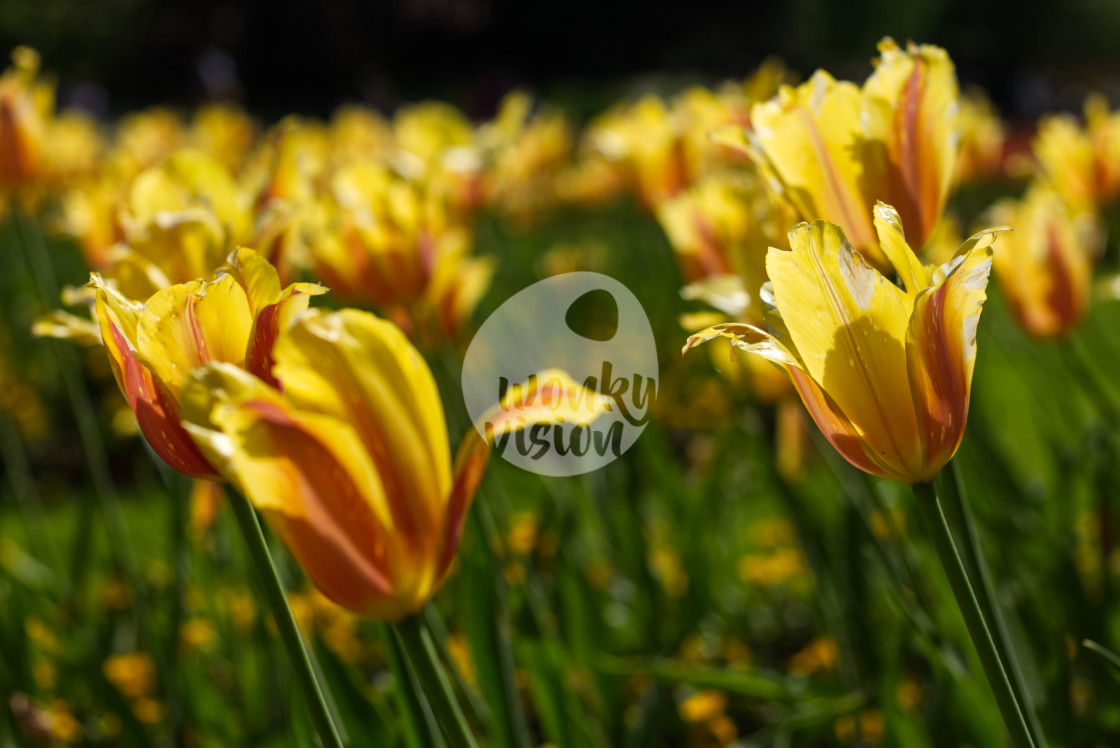 "Yellow tulips" stock image