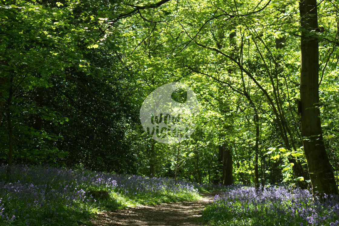 "Bluebell fields" stock image