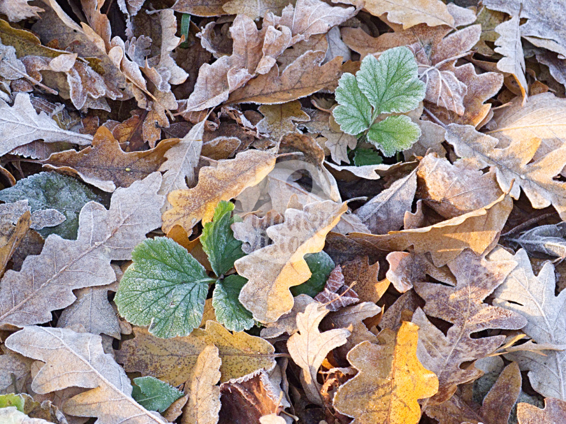 "Frozen leaves - December 2017" stock image