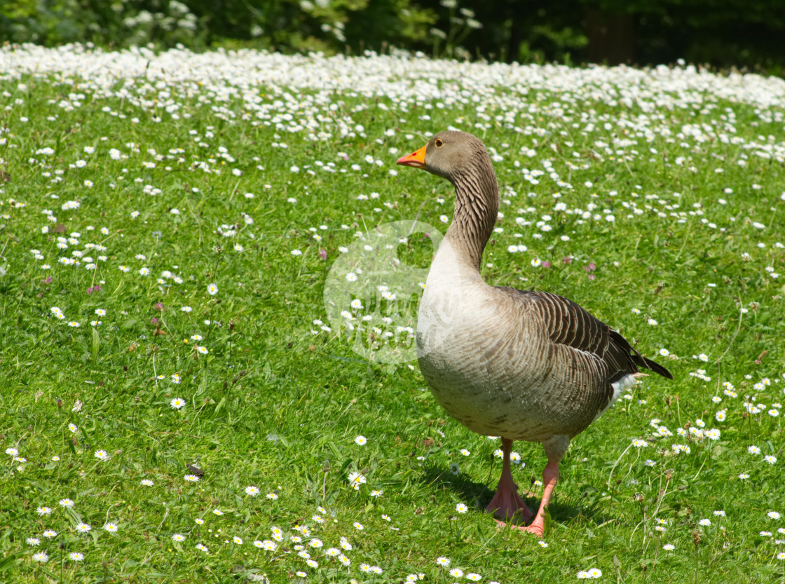 "Cheeky duck - augutst 2018" stock image