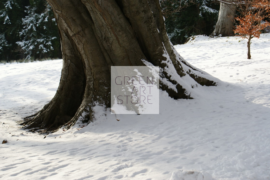 "Tree truck in the snow" stock image