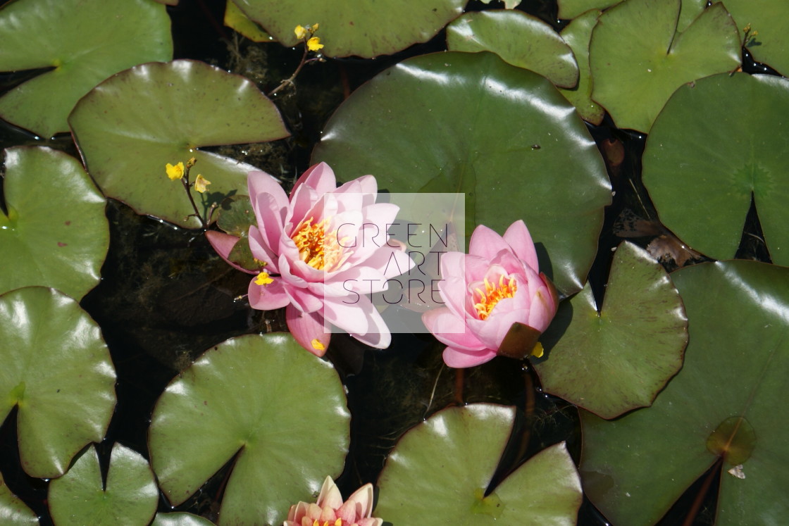 "Water Lilly Flower" stock image