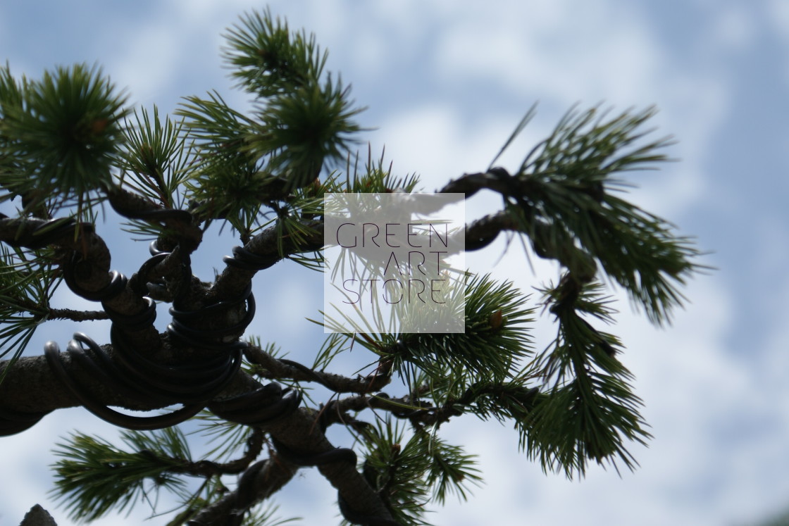 "Bonsai branch close up" stock image