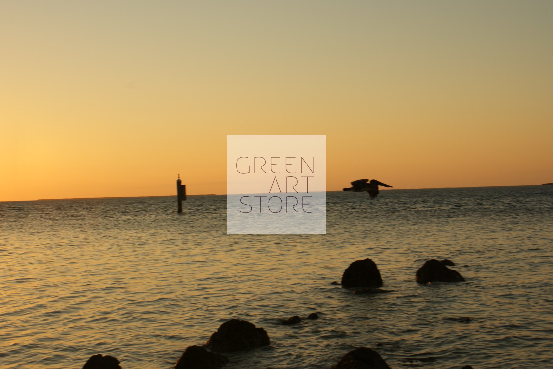 "Florida Keys sunset with pelican" stock image