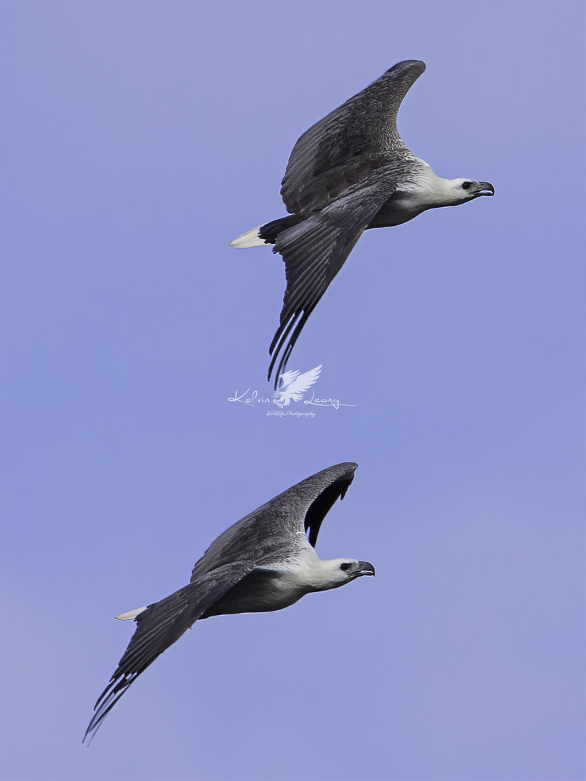 "A pair of white bellied sea eagle flying in sync" by Kelvin - £50.00 "A pair of white bellied sea eagle flying in sync" stock image