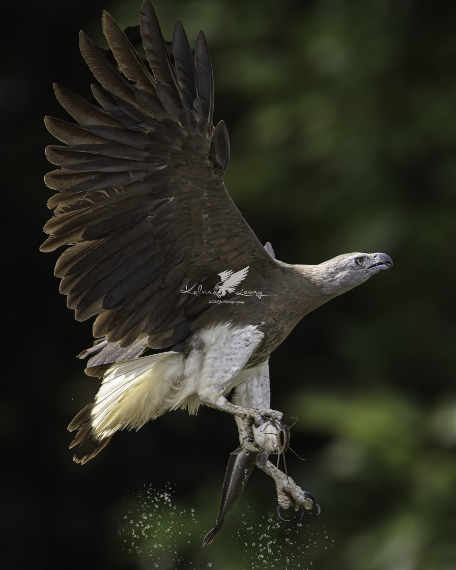 "Grey headed fish eagle caught a cat fish" by Kelvin - £50.00 "Grey headed fish eagle caught a cat fish" stock image