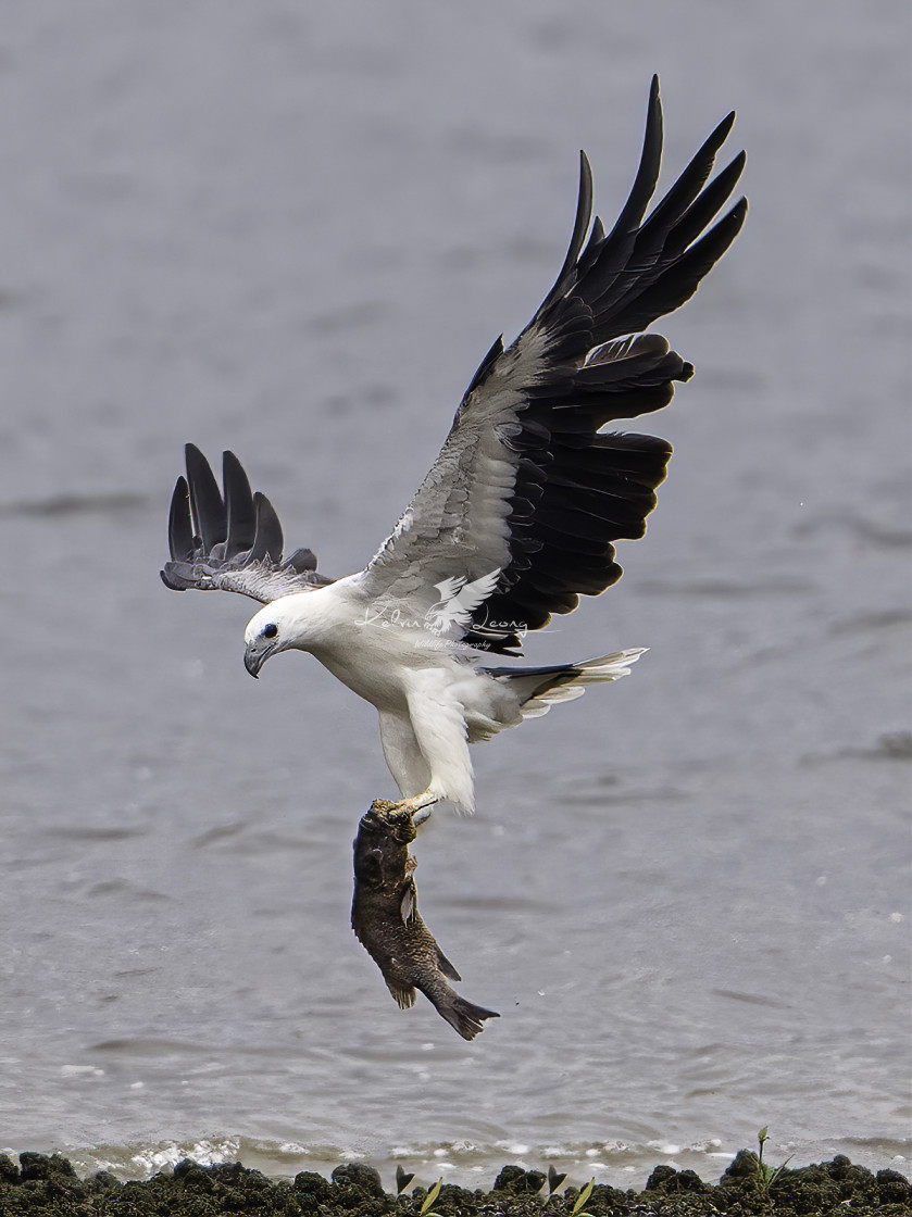 "White bellied sea eagle caught a big grouper" by Kelvin - £50.00 "White bellied sea eagle caught a big grouper" stock image