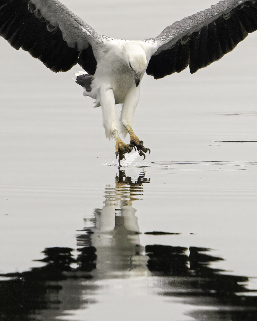 "White bellied sea eagle doing a graceful ballet on water" by Kelvin - £50.00 "White bellied sea eagle doing a graceful ballet on water" stock image