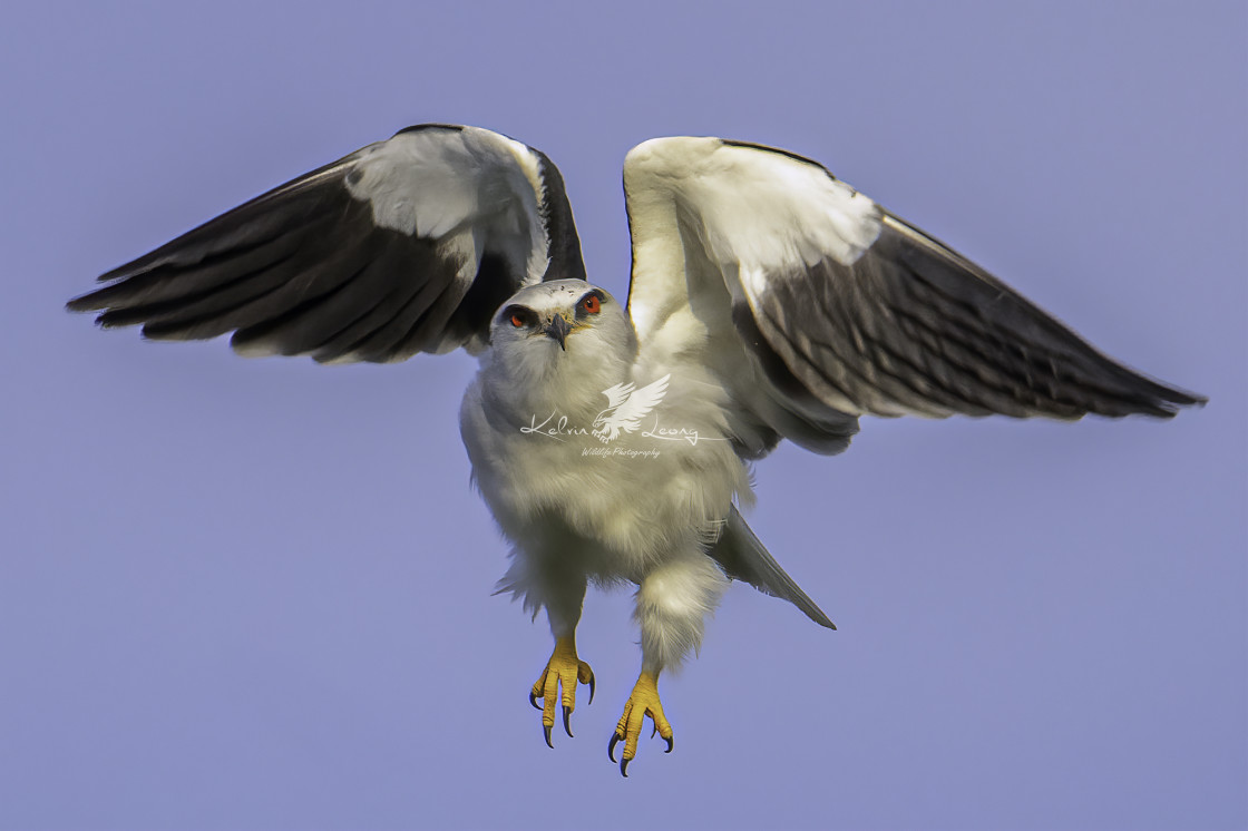 "Hovering black winged kite" by Kelvin - £50.00 "Hovering black winged kite" stock image