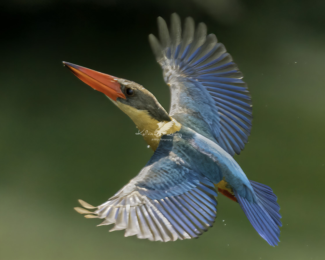 "Stork billed kingfisher" by Kelvin - £50.00 "Stork billed kingfisher" stock image