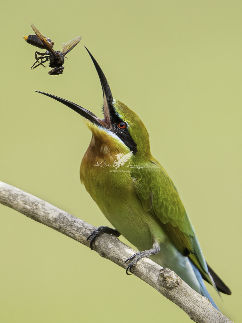 "Blue tailed bee eater tossing a wasp" by Kelvin - £50.00 "Blue tailed bee eater tossing a wasp" stock image