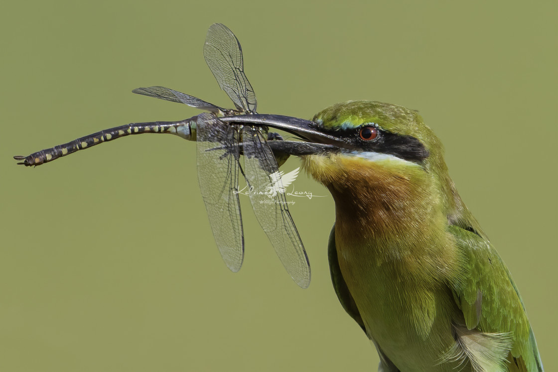 "Blue tailed bee eater with a big drangonfly in beak" by Kelvin - £50.00 "Blue tailed bee eater with a big drangonfly in beak" stock image