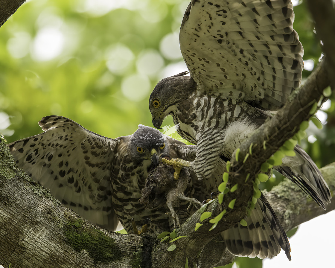 "Crested goshawk feeding" by Kelvin - £50.00 "Crested goshawk feeding" stock image