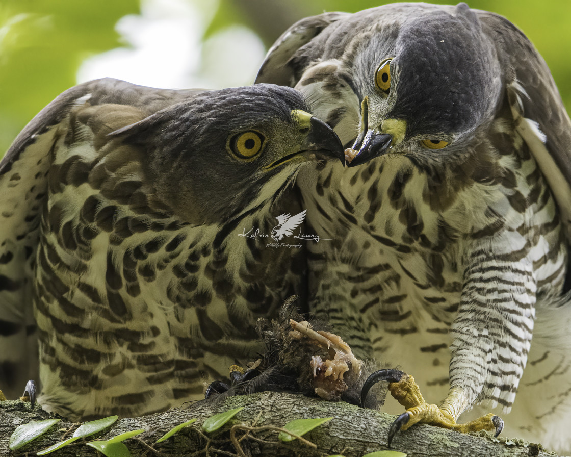 "Crested goshawk feeding" by Kelvin - £50.00 "Crested goshawk feeding" stock image