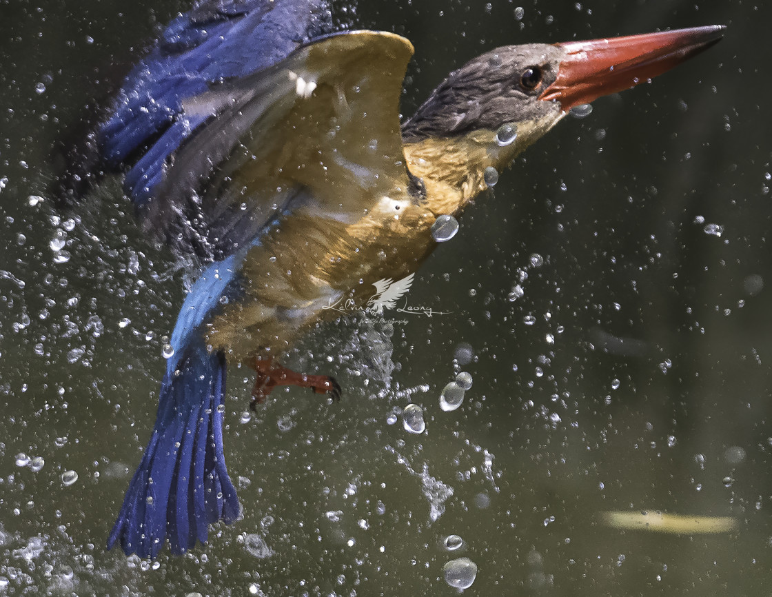 "Stork billed kingfisher taking a dip" by Kelvin - £50.00 "Stork billed kingfisher taking a dip" stock image