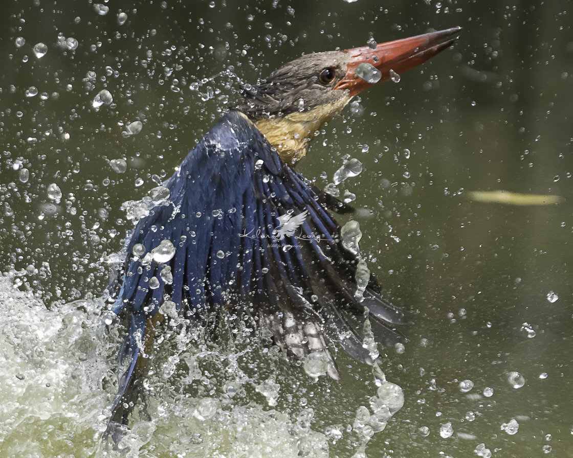 "Stork billed kingfisher taking a dip" by Kelvin - £50.00 "Stork billed kingfisher taking a dip" stock image