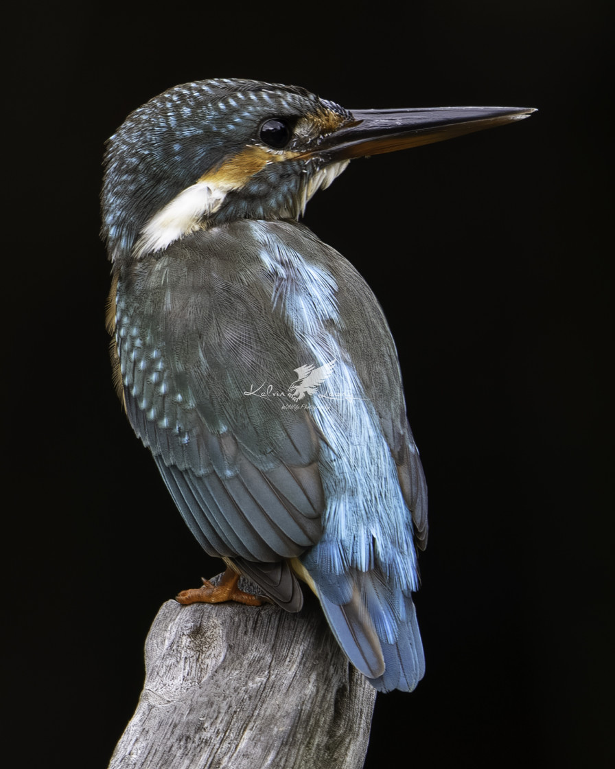 "The Common Kingfisher" by Kelvin - £50.00 "The Common Kingfisher" stock image