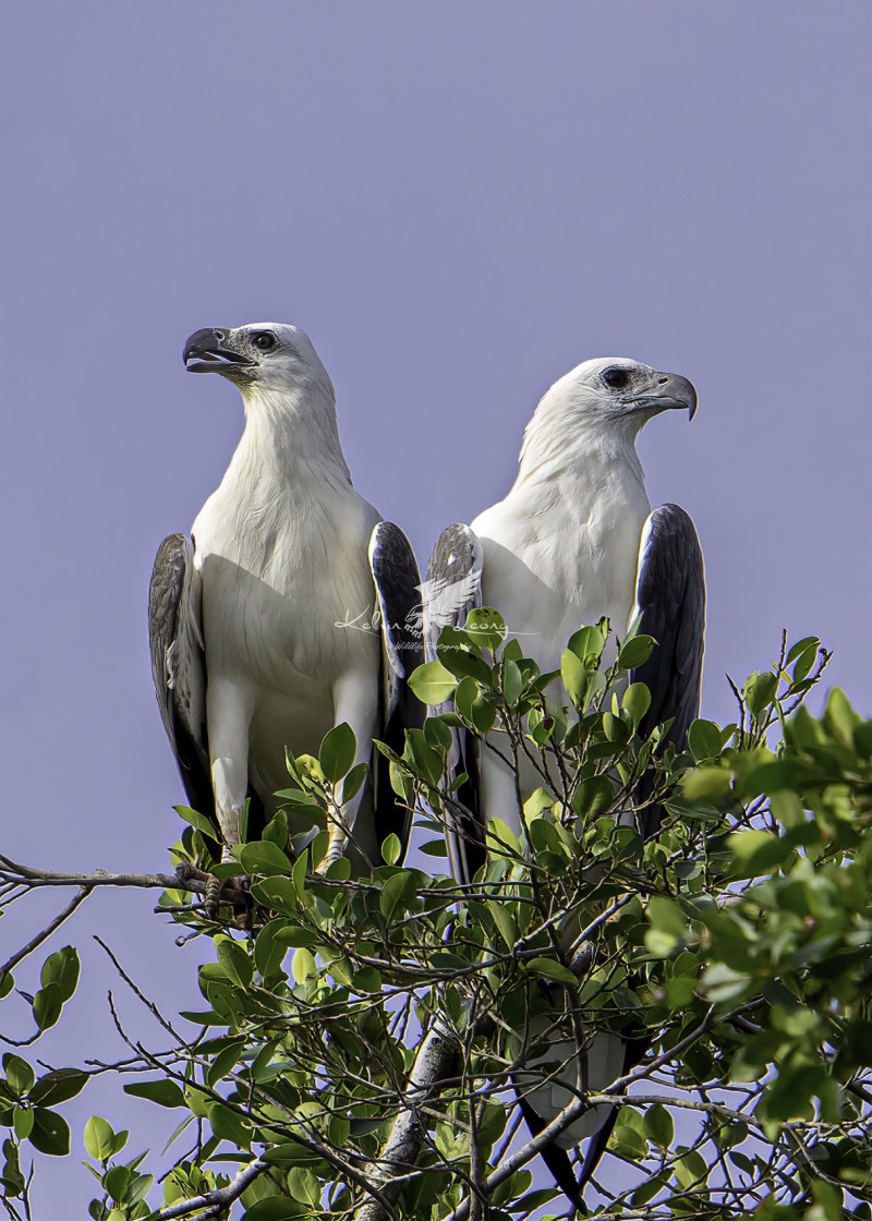 "A pair of white bellied sea eagle perching" by Kelvin - £50.00 "A pair of white bellied sea eagle perching" stock image