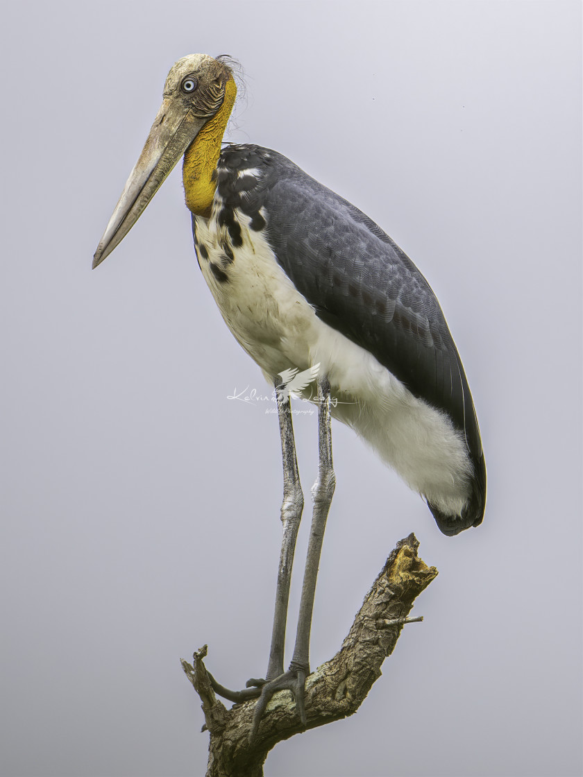 "Lesser adjuntant" by Kelvin - £50.00 "Lesser adjuntant" stock image