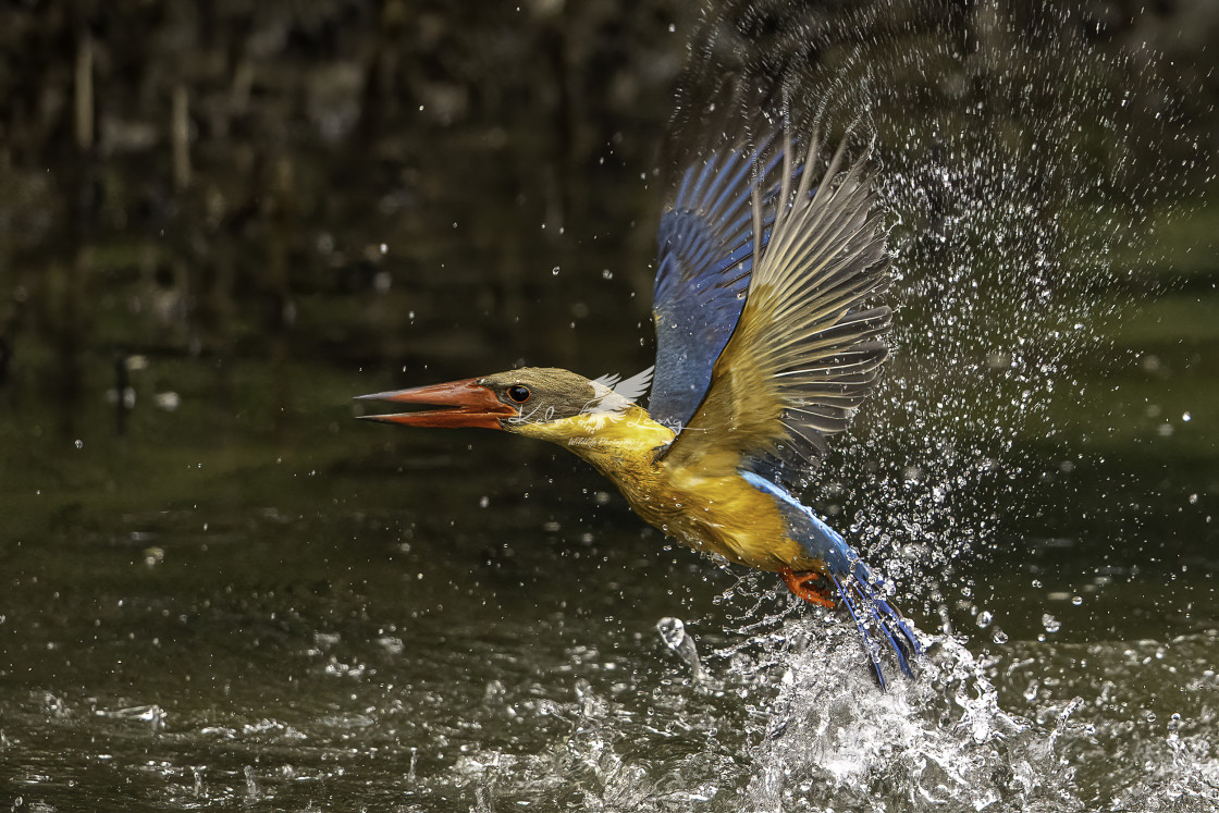 "Diving Stork billed kingfisher" by Kelvin - £50.00 "Diving Stork billed kingfisher" stock image