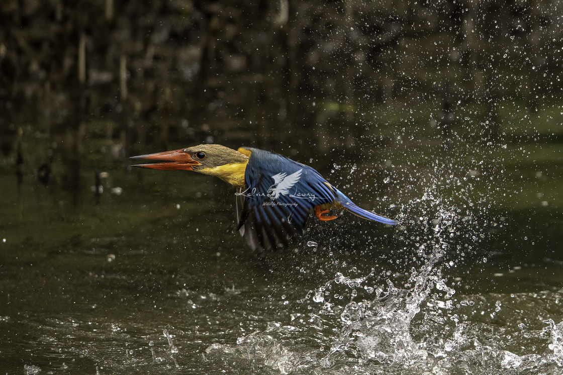 "Diving Stork billed kingfisher" by Kelvin - £50.00 "Diving Stork billed kingfisher" stock image