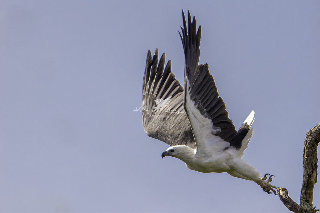 "White bellied sea eagle took off" by Kelvin - £50.00 "White bellied sea eagle took off" stock image