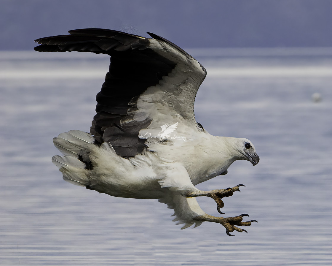 "White bellied sea eagle" by Kelvin - £50.00 "White bellied sea eagle" stock image