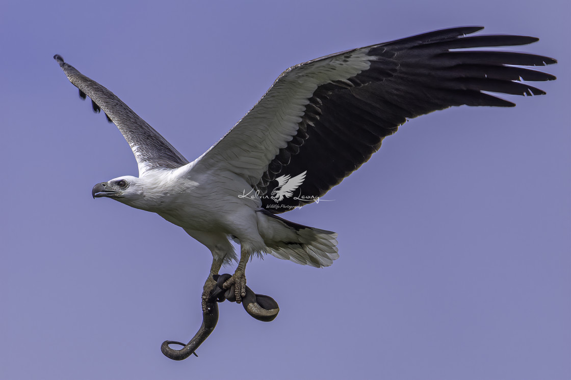 "White bellied sea eagle caught a sea snake" by Kelvin - £50.00 "White bellied sea eagle caught a sea snake" stock image