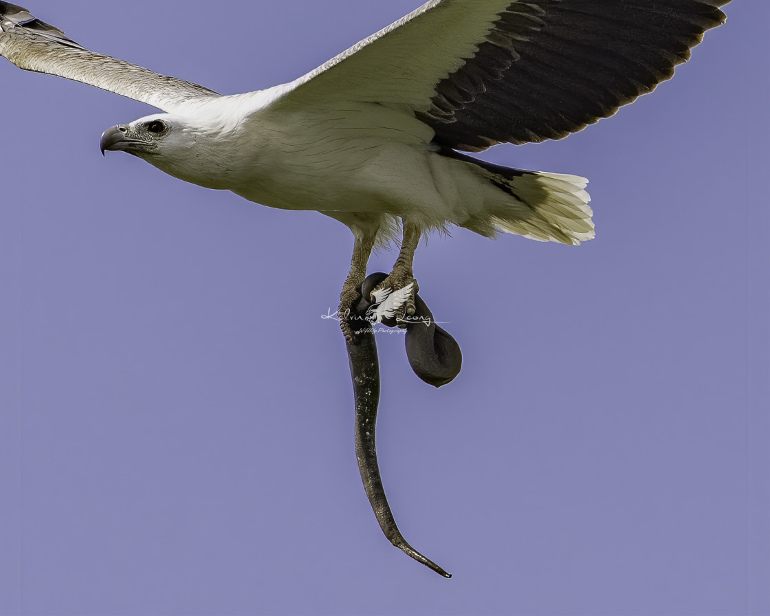 "Eagle with snake in talons" by Kelvin - £50.00 "Eagle with snake in talons" stock image