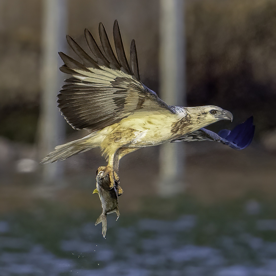 "Juvenile white bellied sea eagle got a big fish" by Kelvin - £50.00 "Juvenile white bellied sea eagle got a big fish" stock image