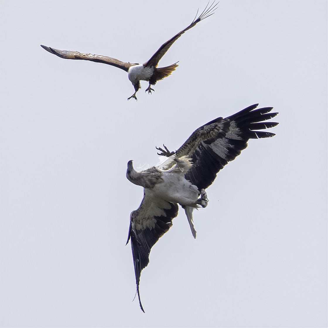 "Eagle fight" by Kelvin - £50.00 "Eagle fight" stock image