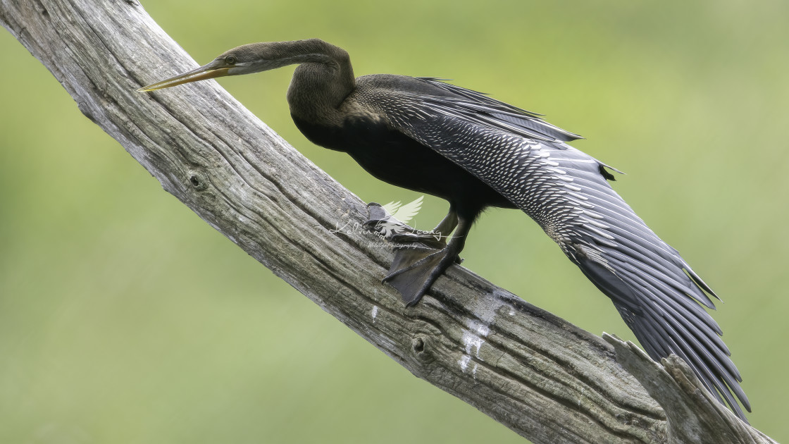 "Oriental darter" by Kelvin - £50.00 "Oriental darter" stock image