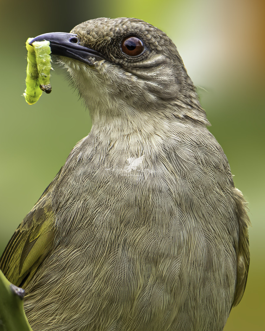 "Olive-winged bulbul" by Kelvin - £50.00 "Olive-winged bulbul" stock image