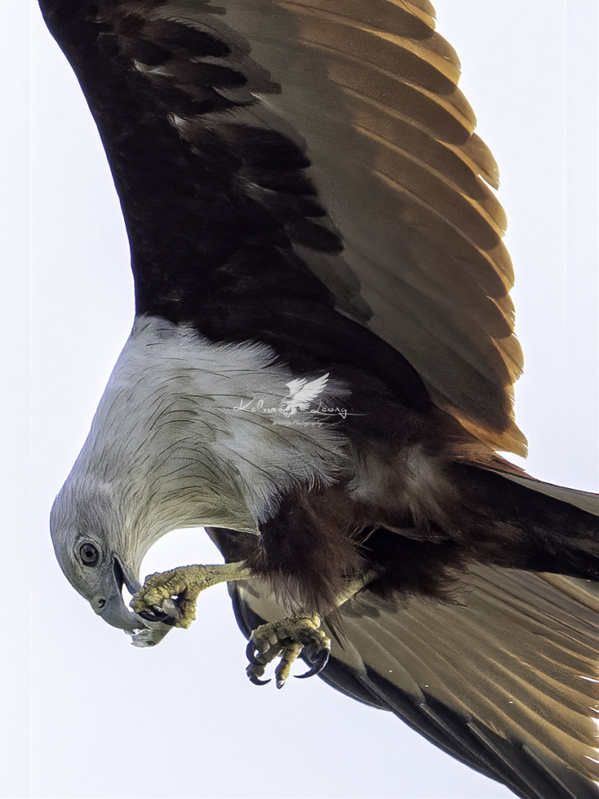 "Brahminy kite taking small nip in mid-air" by Kelvin - £50.00 "Brahminy kite taking small nip in mid-air" stock image