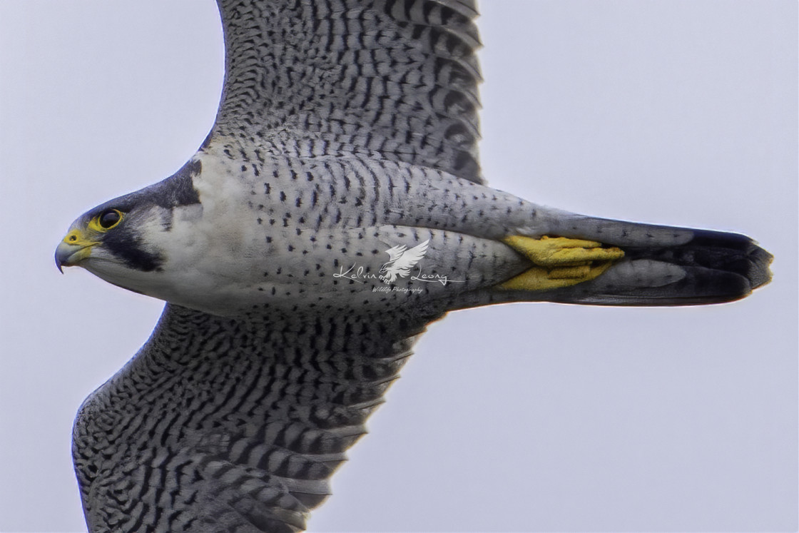 "Peregrine falcon in flight" by Kelvin - £50.00 "Peregrine falcon in flight" stock image