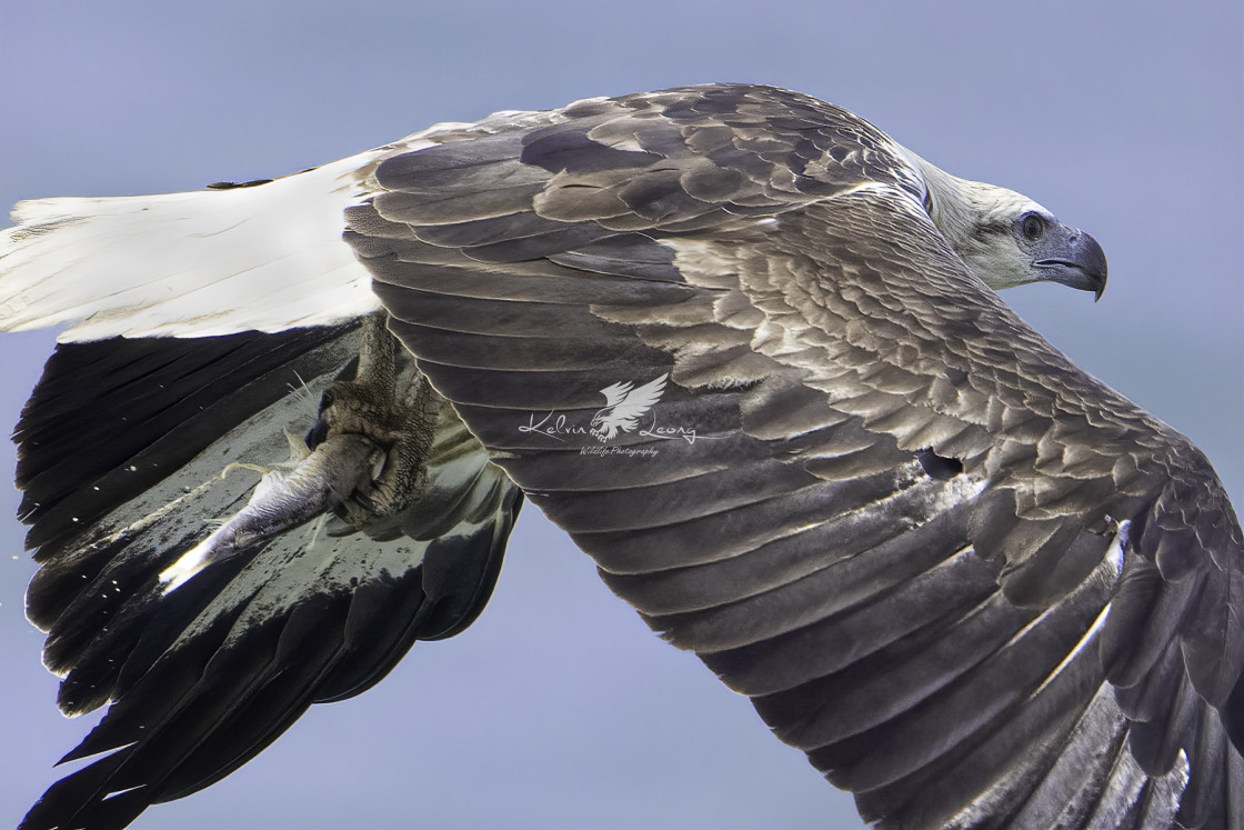 "Juvenile white bellied sea eagle" by Kelvin - £50.00 "Juvenile white bellied sea eagle" stock image