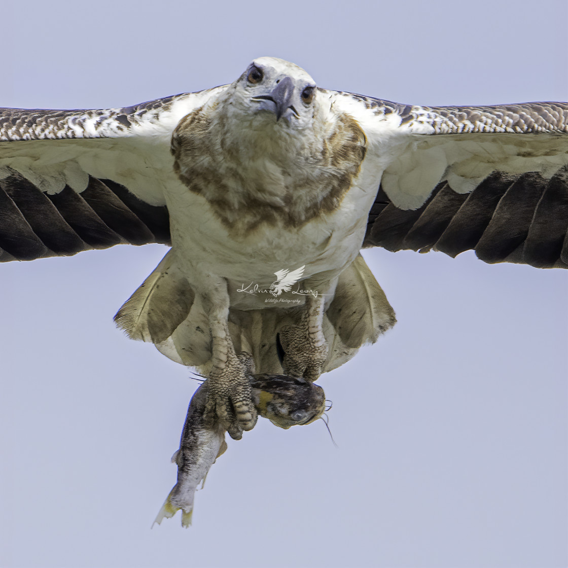 "Juvenile white bellied sea eagle with a fish in talons" by Kelvin - £50.00 "Juvenile white bellied sea eagle with a fish in talons" stock image
