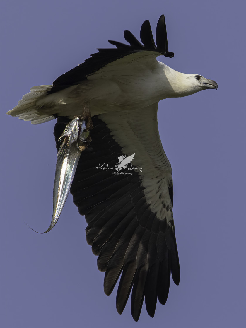 "White bellied sea eagle with a big catch" by Kelvin - £50.00 "White bellied sea eagle with a big catch" stock image